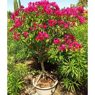 Bougainvillier hybride (bougainvillier)