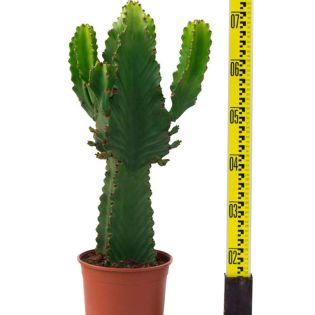 Euphorbia ingens 'Candelabrum'