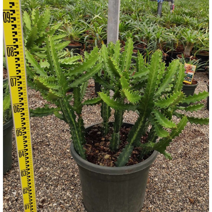 Euphorbia lactea