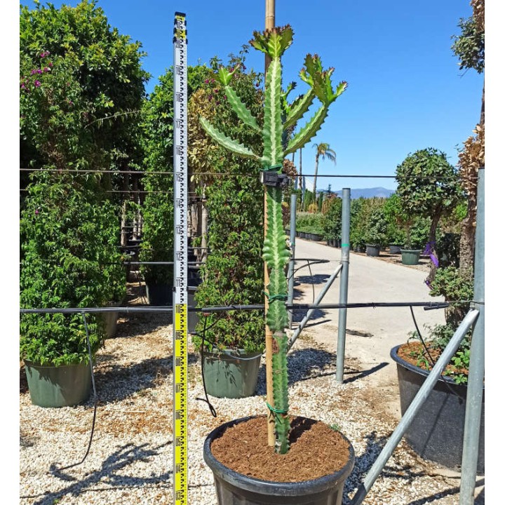 Euphorbia lactea