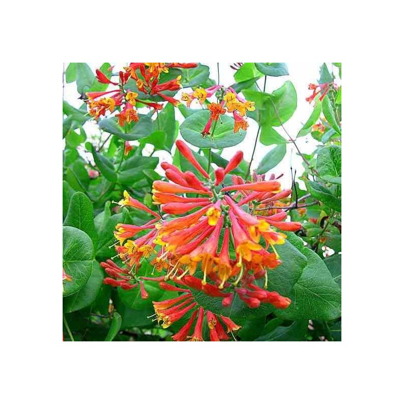Lonicera brownii Dropmore écarlate