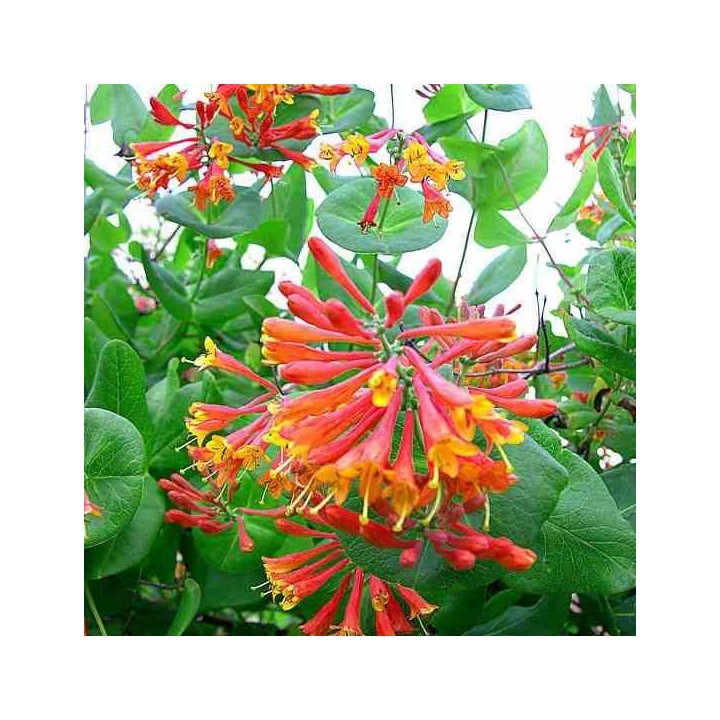 Lonicera brownii Dropmore écarlate