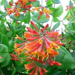 Lonicera brownii Dropmore écarlate