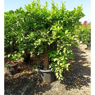 Citrus sinensis (oranger)