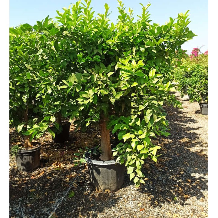 Citrus sinensis (oranger)