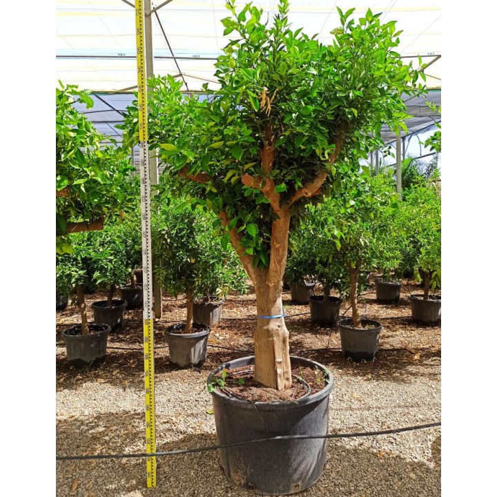 Citrus sinensis (oranger)
