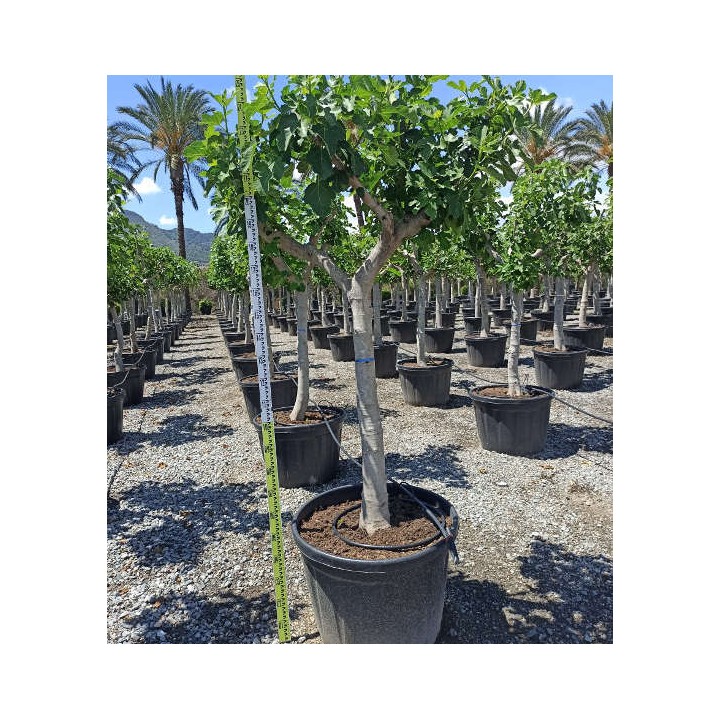 Ficus carica (figuier)