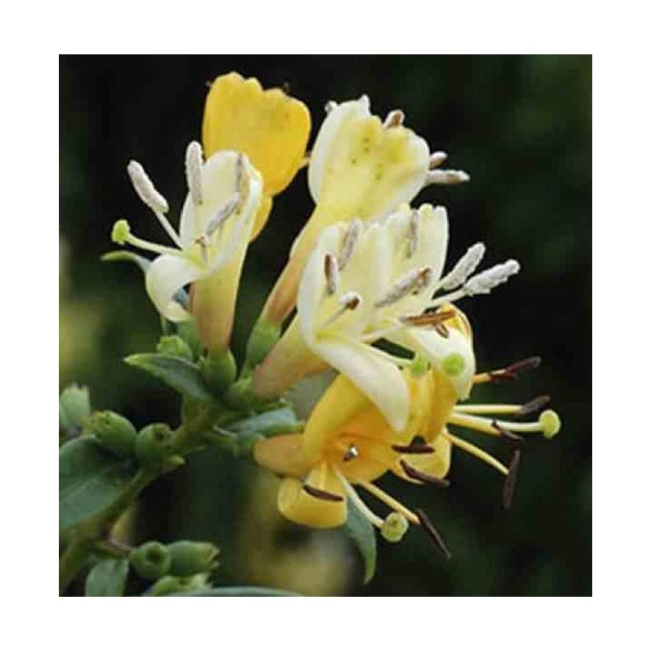 Lonicera henryi