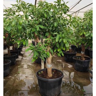 Avocatier : Persea americana var. Hass ADULTE (De greffe)