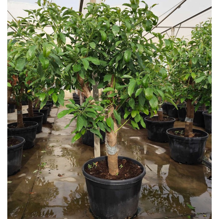 Avocatier : Persea americana var. Hass ADULTE (De greffe)