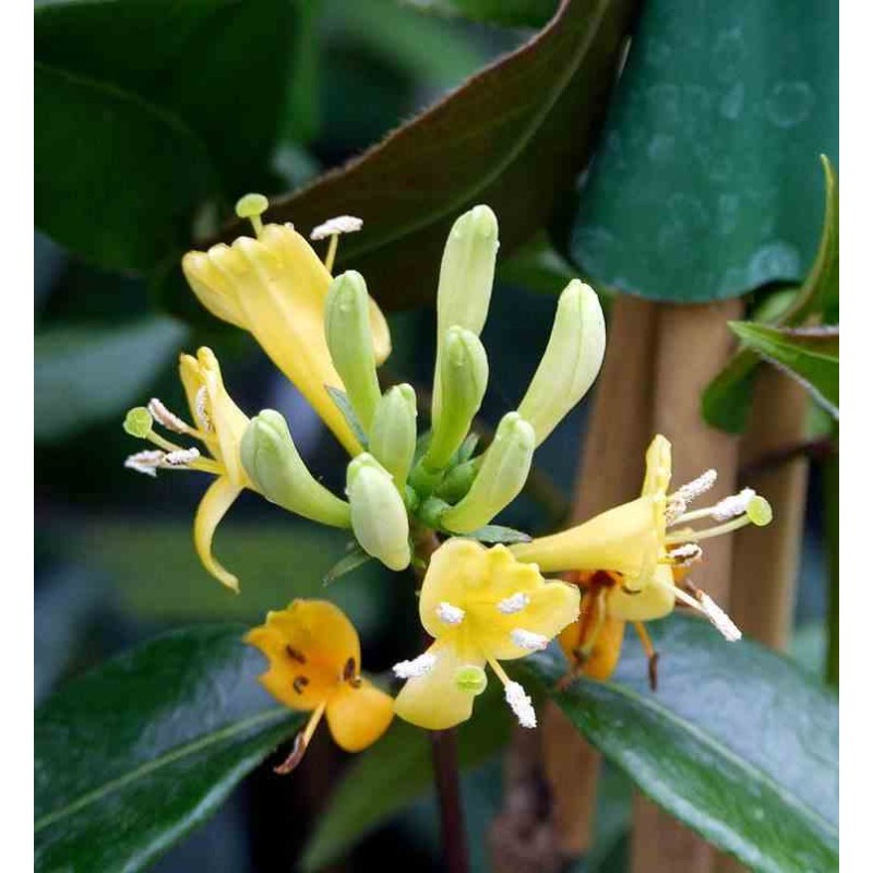 Lonicera henryi Cuivre Beauté