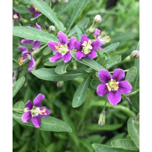 Lycium barbarum