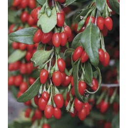 Lycium barbarum