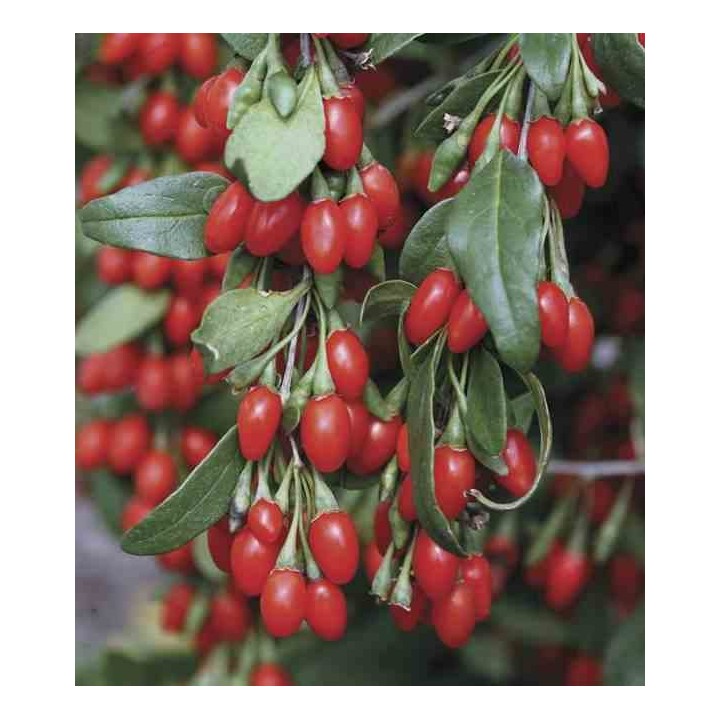 Lycium barbarum