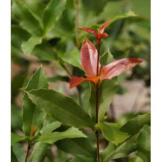 Macadamia ternifolia