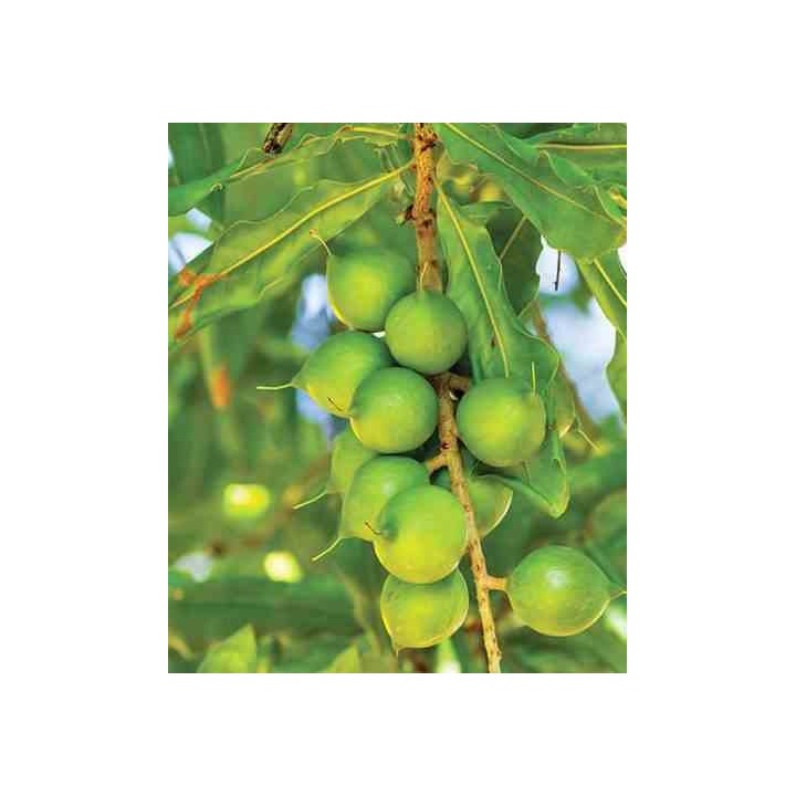 Macadamia ternifolia