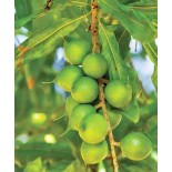 Macadamia ternifolia