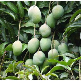 Manguier : Mangifera indica var. Osteen