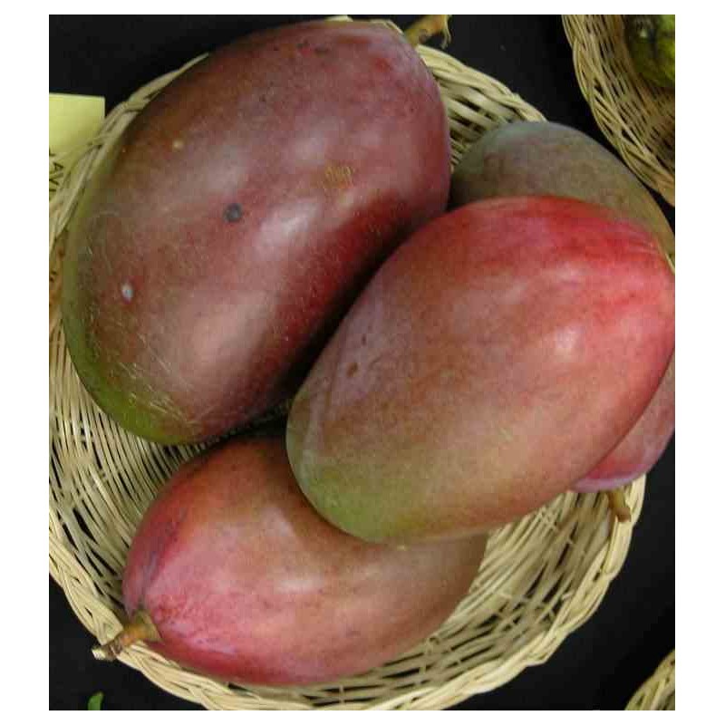 Manguier : Mangifera indica var. Osteen
