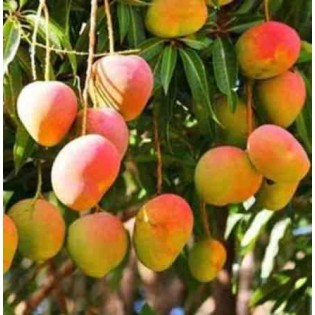 Manguier : Mangifera indica var. Sensation