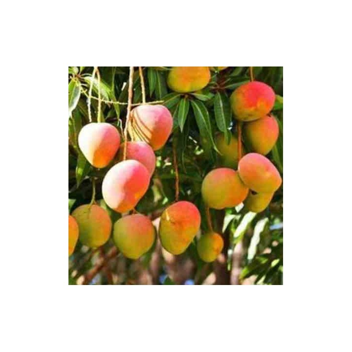 Manguier : Mangifera indica var. Sensation