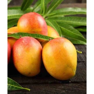 Manguier : Mangifera indica var. Sensation