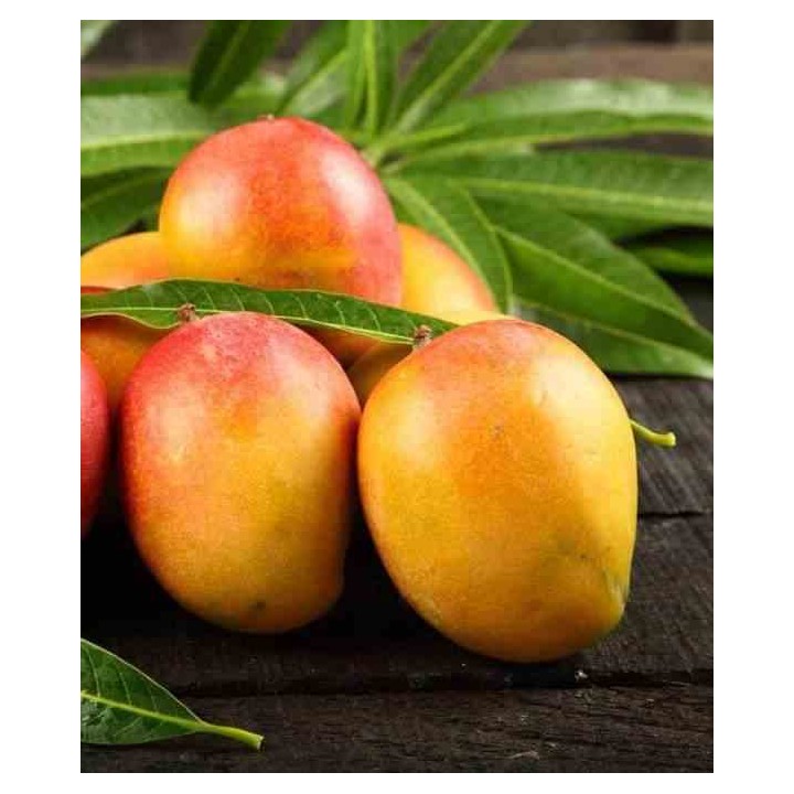 Manguier : Mangifera indica var. Sensation