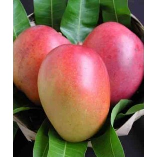 Manguier : Mangifera indica var.Tommy Atkins