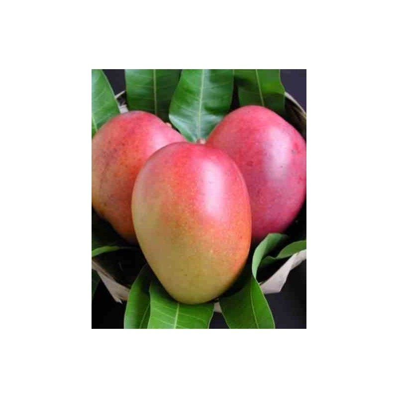 Manguier : Mangifera indica var.Tommy Atkins