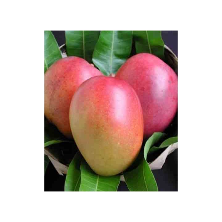 Manguier : Mangifera indica var.Tommy Atkins