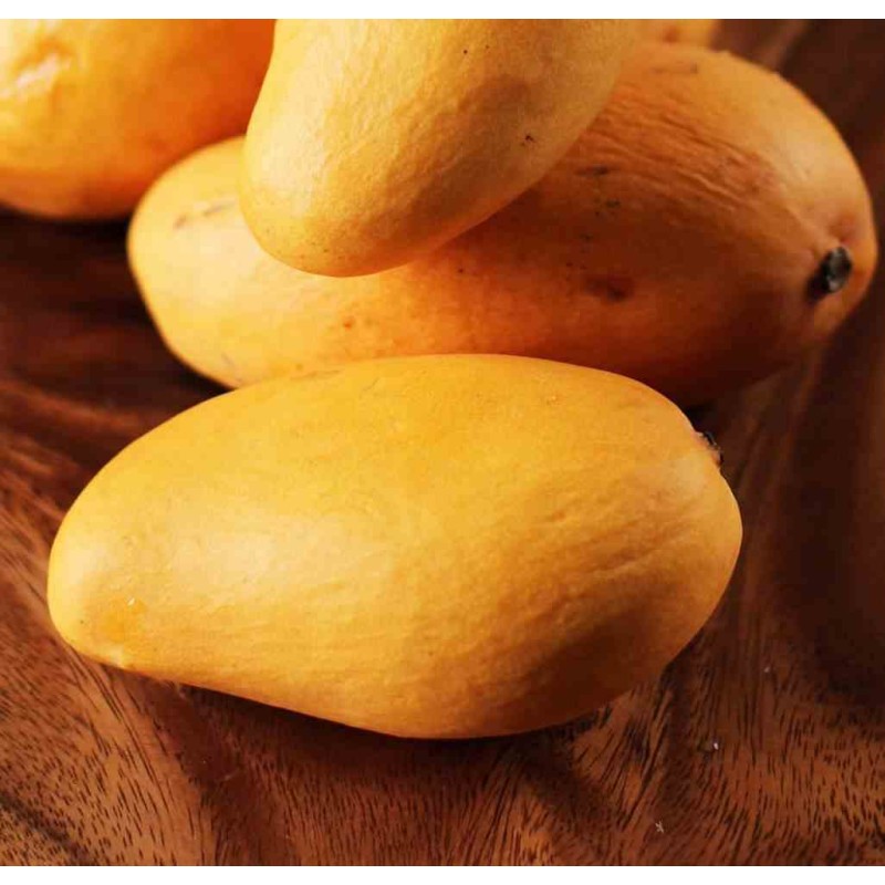 Manguier : Mangifera indica var.Ataulfo