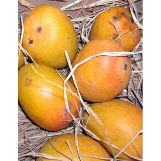 Manguier : Mangifera indica var.gomera
