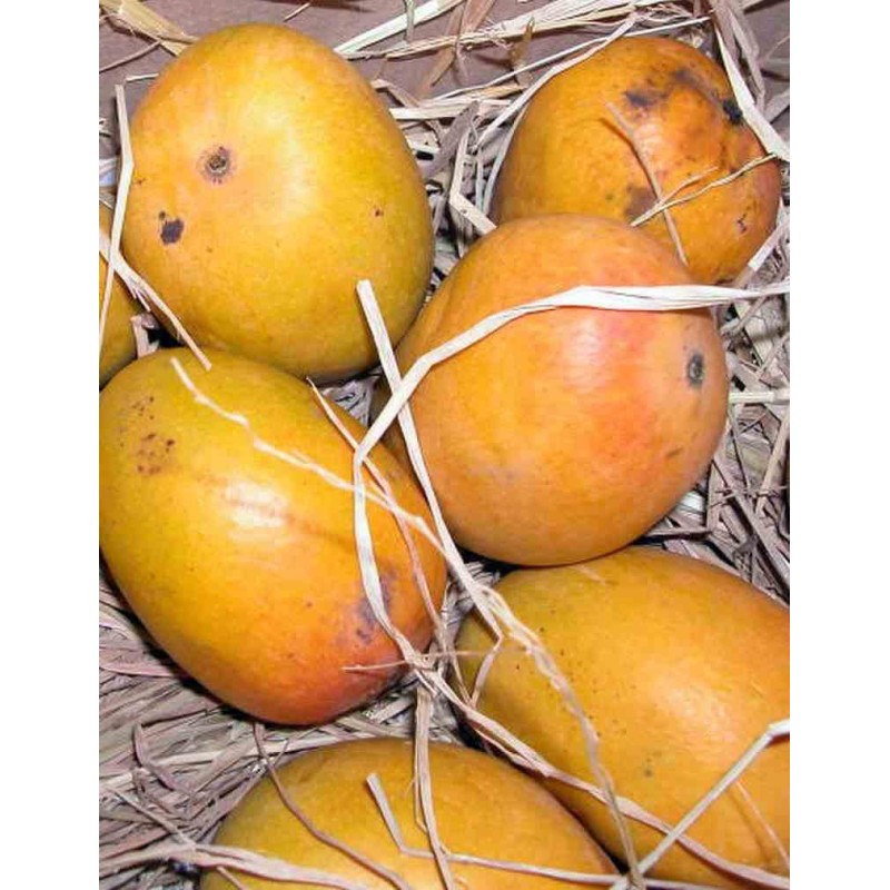 Manguier : Mangifera indica var.gomera