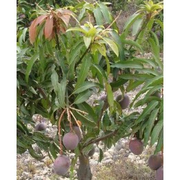 Manguier : Mangifera indica var.gomera