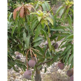 Manguier : Mangifera indica var.gomera