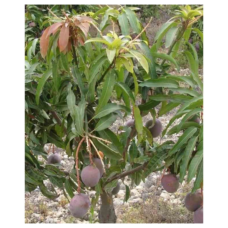 Manguier : Mangifera indica var.gomera