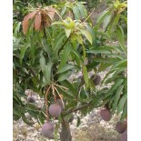 Manguier : Mangifera indica var.gomera