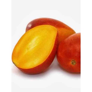 Manguier : Mangifera indica var.Irwin