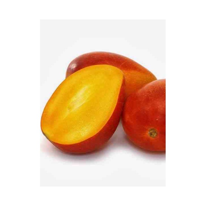 Manguier : Mangifera indica var.Irwin