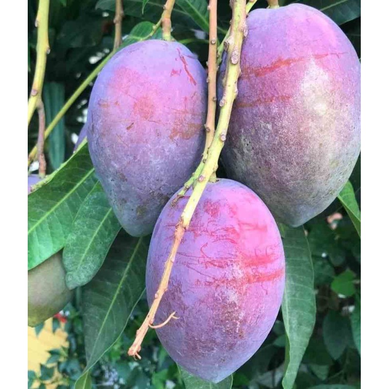 Manguier : Mangifera indica var.Irwin