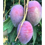 Manguier : Mangifera indica var.Irwin