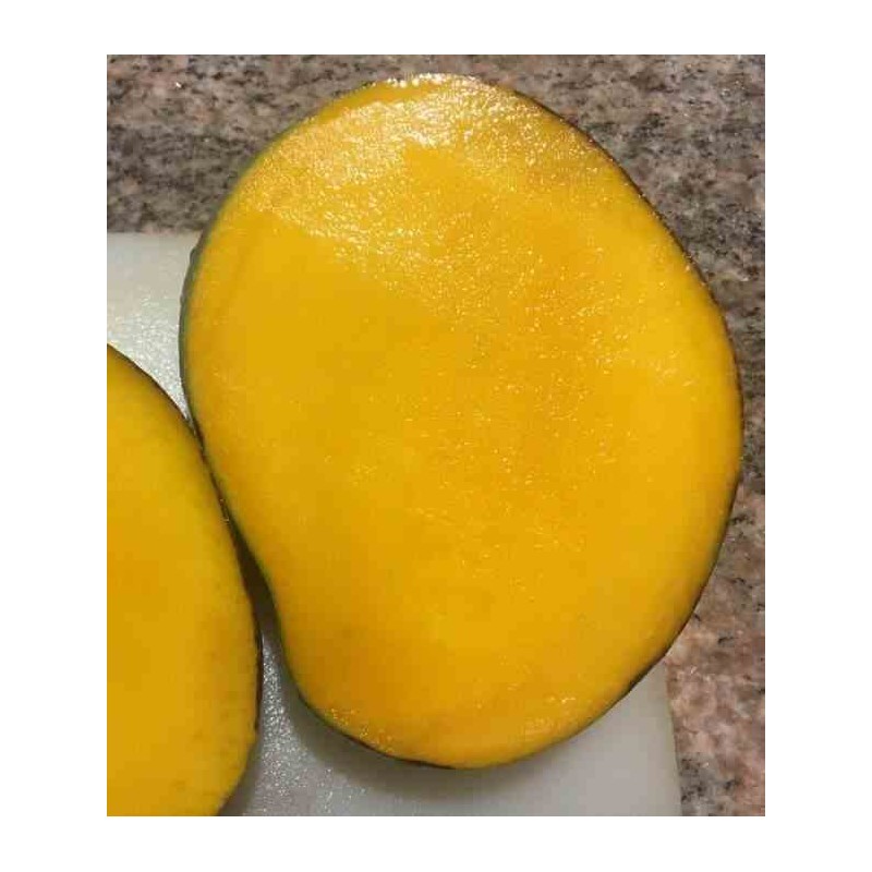 Manguier : Mangifera indica var.Keitt