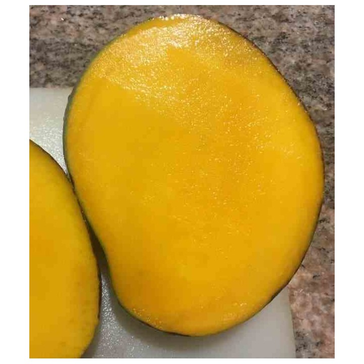 Manguier : Mangifera indica var.Keitt