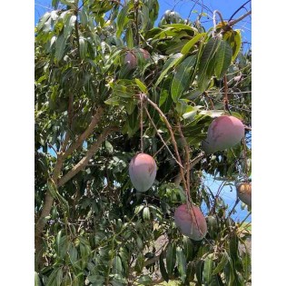 Manguier : Mangifera indica var.Keitt