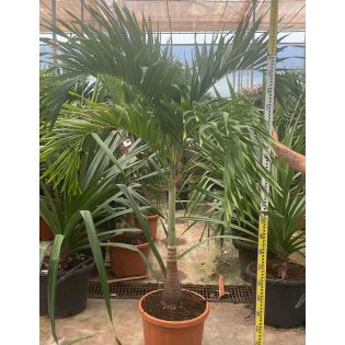 Adonidia merrillii (Veitchia merrillii- Palmier de manille) SPÉCIMEN