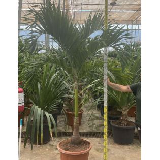 Adonidia merrillii (Veitchia merrillii- Palmier de manille) SPÉCIMEN