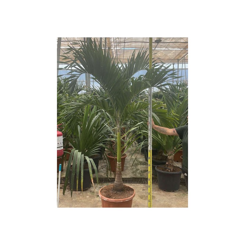 Adonidia merrillii (Veitchia merrillii- Palmier de manille) SPÉCIMEN