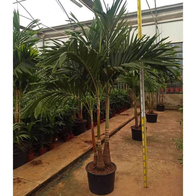 Adonidia merrillii (Veitchia merrillii- Palmier de manille) SPÉCIMEN