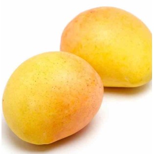 Manguier : Mangifera indica var.Kensington Pride