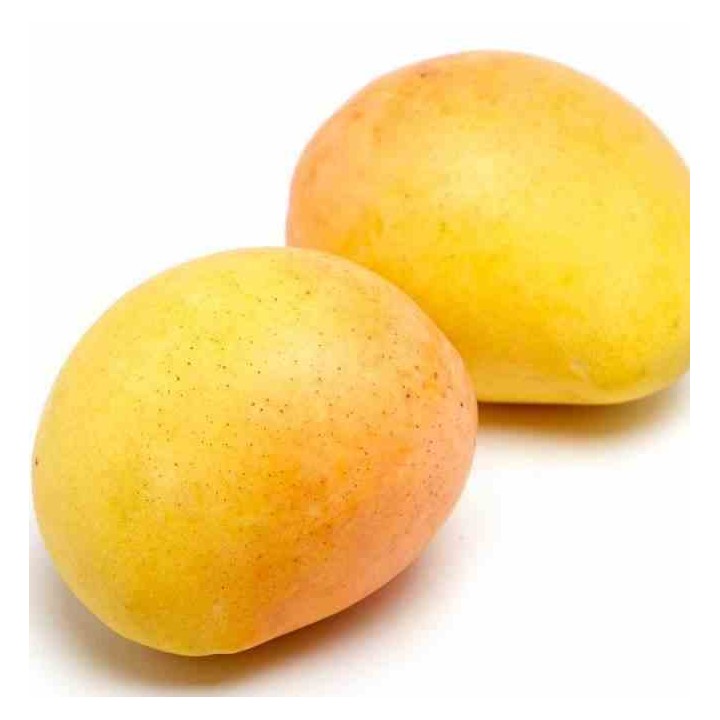 Manguier : Mangifera indica var.Kensington Pride